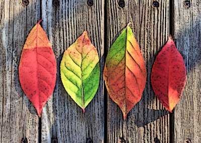 color-leaves.jpg